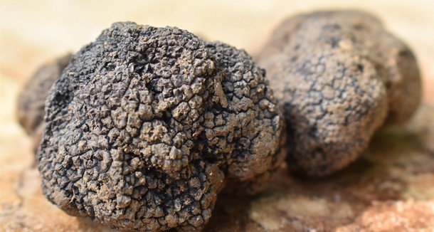 黑松露,進(jìn)口黑松露,黑松露的熱量,有谷集團(tuán),有谷健康